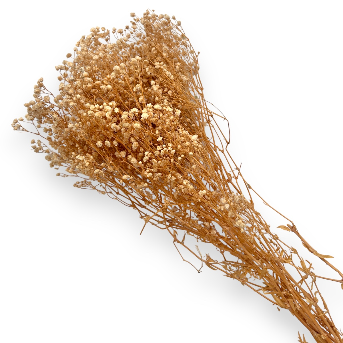 PhotoRoom_20230712_161309